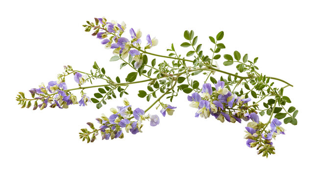 Flowering alfalfa branch with purple and white blossoms and green pinnate leaves
