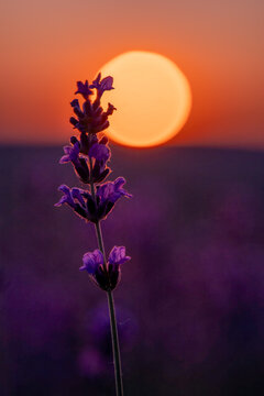 Stunning lavender blossom stands tall in a field during a vibrant golden hour sunset