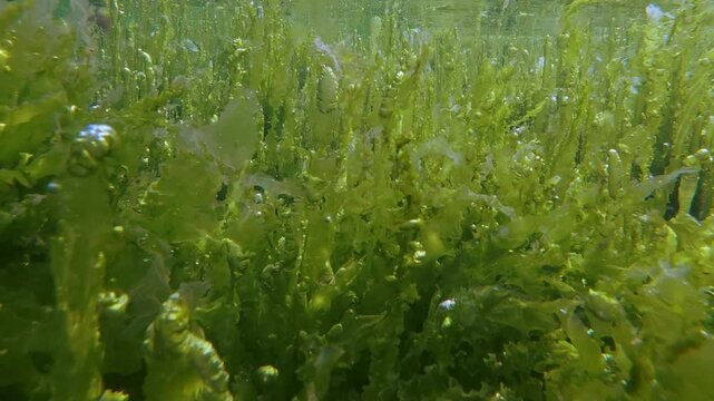 Scenic underwater footage of sunlit gutweed forest generating oxygen gas swaying on shallow ocean seabed.