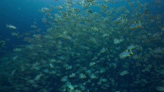 Underwater shot of huge aggregation of Sailfin Snapper swimming in open blue water suddenly reacting to a predators attack and diving downwards in unison.