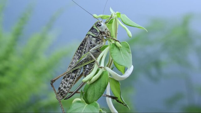 Brown and green female bush-cricket long-winged form resting on honeysuckle flowers against soft blurred background. Close-up of big grey grasshopper on fresh snow-white and yellowish Lonicera buds