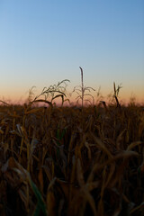 Obraz premium Corn tassel framed above mature stalks at sunset horizon