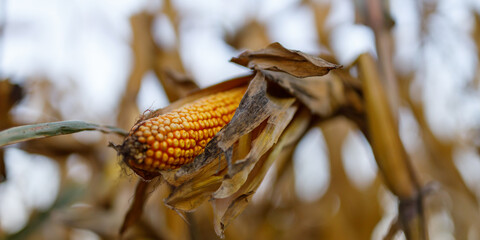 Obraz premium Corn ear partially husked and drying in field rows