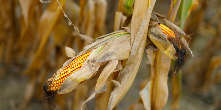 Dried corn ear exposed on stalk in harvested field