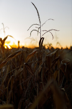 Single corn tassel silhouetted against glowing sunset sky over field