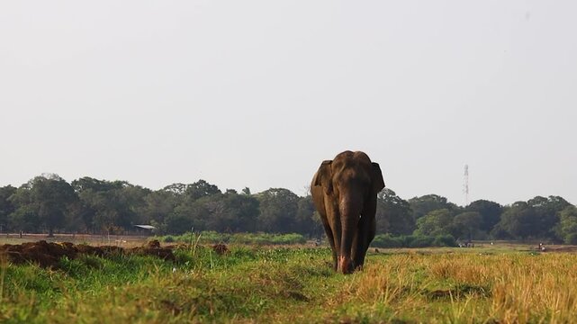 Elephant walks forward through a grassy wild meadow during daylight.