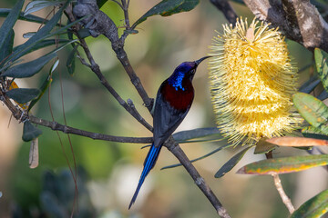 Black-thorated sunbird sucking nectar from a yellow flower, Doi Inthanon, Chiang Mai, Thailand © Uwe Bergwitz
