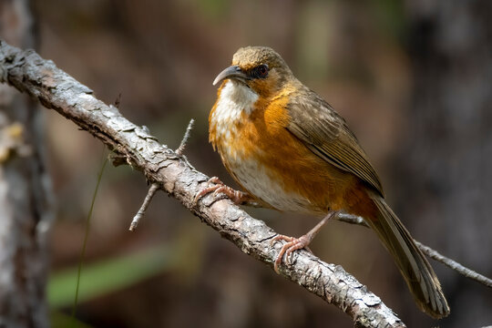 Close-up of a Rusty-cheeked scimitar-babbler perched on a branch, Doi Pha Hom Pok National Park, Fang, Chiang Mai Province, thailand, Doi San Ju