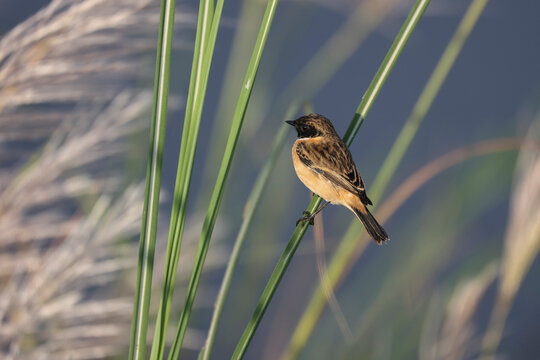 Siberian stonechat perched on green reed in Bueng Boraphet marshland, Nakhon Sawan, Thailand