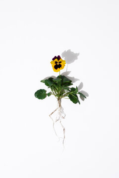 A yellow pansy flower with roots lies on a white background