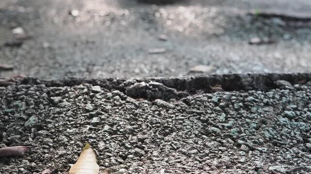 Asphalt paths in the park have surface damage and cracks caused by tree roots lifting the pavement.