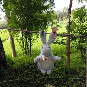 Washing a rabbit plush toy in the backyard garden