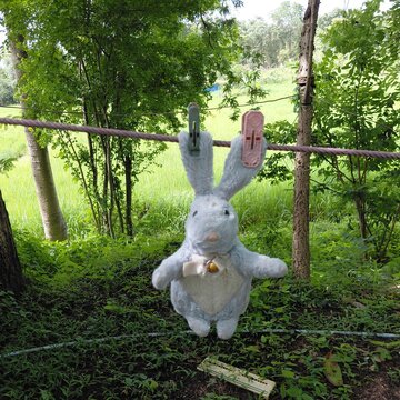 rabbit in the garden