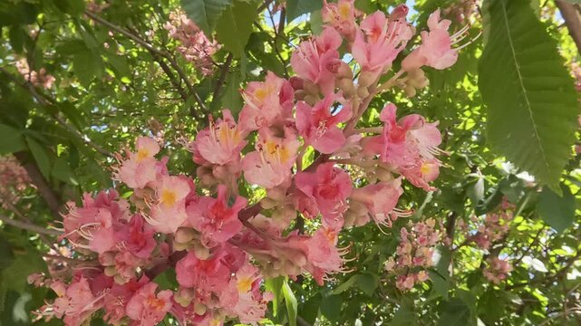 Details of vibrant pink red Horse-chestnut (Aesculus carnea) flower panicle blooming on tree branches amidst lush green palmate leaves on bright spring day, camera rotated around Inflorescence
