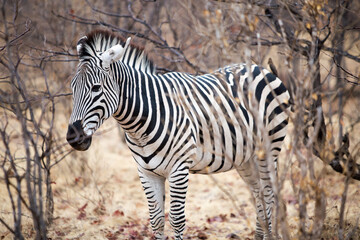 Fototapeta premium Burchell Zebra standing on the African bush in Zimbabwe