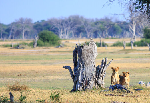 Two alert Lionesses sitting close together next to a dead tree stump looking at something in the distance, Hwange National Park, Zimbabwe