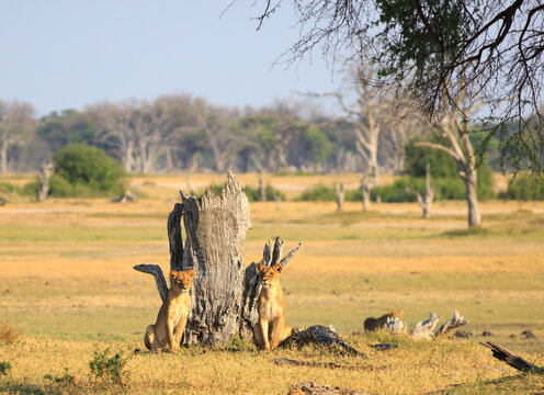 Two Lionesses sitting looking alert next to an old tree stump, bathed in natural sunlight, Hwange National Park, Zimbabwe