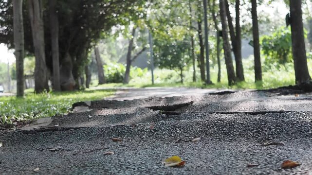 Asphalt paths in the park have surface damage and cracks caused by tree roots lifting the pavement.