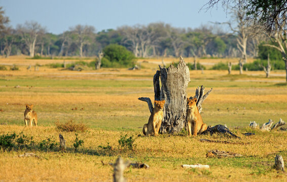 Three African Lionesses on the African savannah looking alert at something in the distance bathed in natural sunlight, Hwange National Park, Zimbabwe,