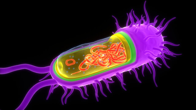 Bacterial Cell Cross Section showing Internal Anatomy