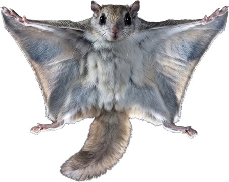 Adorable flying squirrel gliding with its patagium fully spread, big black eyes and soft fur against black background, wild animal and nature concept illustration