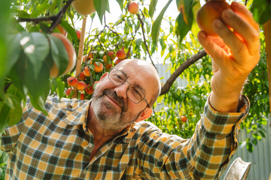 Senior man picking a fresh peach from a tree in his backyard garden