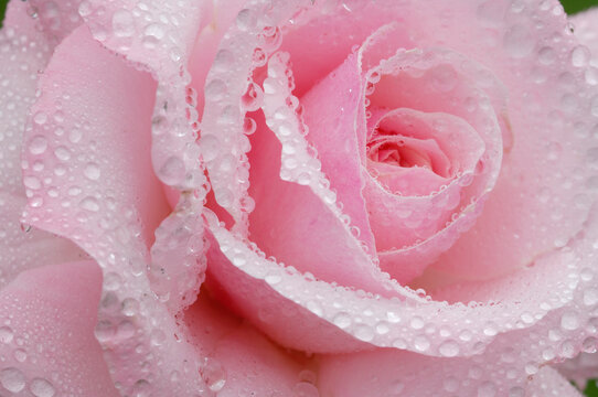 Rose flower (Rosa) with water drops, close up