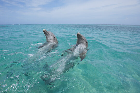 Latin America, Honduras, Bay Islands Department, Roatan, Caribbean Sea, View of two bottlenose dolphins swimming in seawater surface