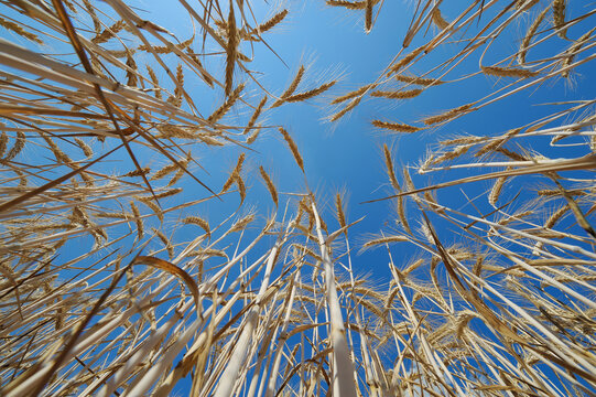Germany, Bavaria, View of rye field against clear sky