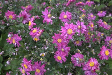 Fototapeta premium Colorful pink Japanese anemone flowers blooming in a lush garden. Vibrant petals and rich foliage create a stunning display.