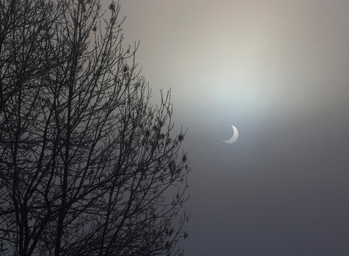 Partial solar eclipse shines through winter mist by a bare tree