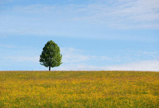 Austria, View of lime tree in field during spring