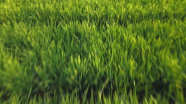 Realtime high speed drone forward tracking shot rushing smoothly just above vibrant green paddy crops and field boundaries inside a rural plantation.