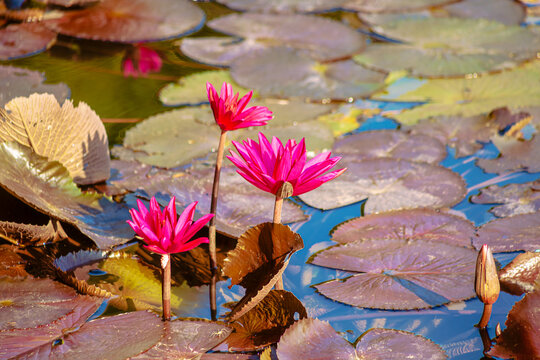 A radiant pink lotus flower at dawn.