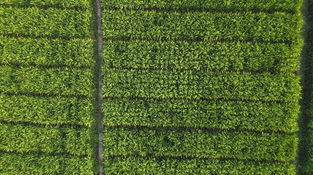 Realtime vertical rising aerial shot showing a perfect 90 degree abstract geometric pattern of fertile green paddy fields and mud boundaries.
