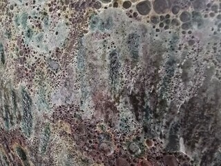 lichen on stone © Jakub
