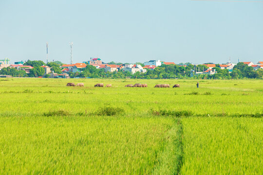 A herd of buffalo in a rice field in Ninh Binh Province. Picturesque landscape.