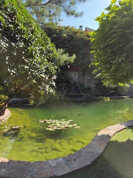 pond in the park