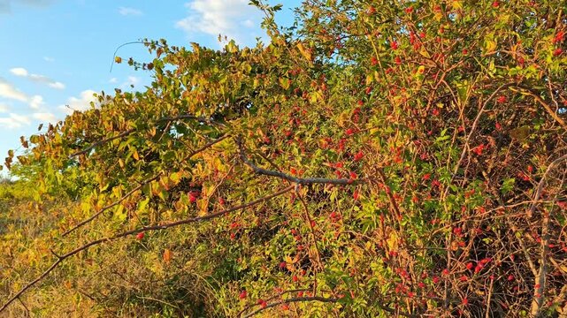 Branch of ripe red rose hips (Rosa canina) with green leaves under a bright blue sunny sky in autumn countryside nature landscape.