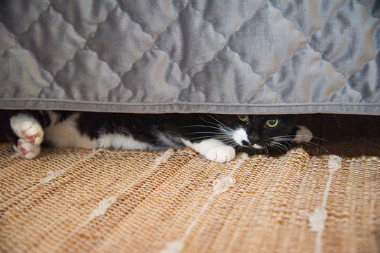 lazy cute funny fluffy white and and black cat posing under bed with blue bedspread. Pets.