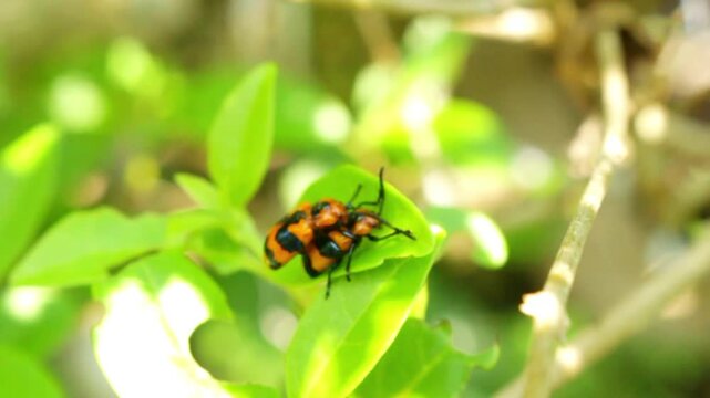 Close-up of two small orange and black beetles mating on a vibrant green leaf in a sunlit garden