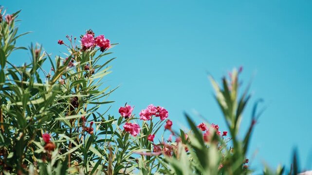 Pink oleander flowers blooming on green bushes against a clear blue sky on a sunny summer day.