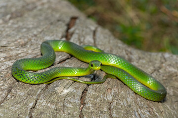 Obraz premium A beautiful Eastern Natal Green Snake (Philothamnus natalensis) coiled on a log in the wild in KwaZulu-Natal, South Africa