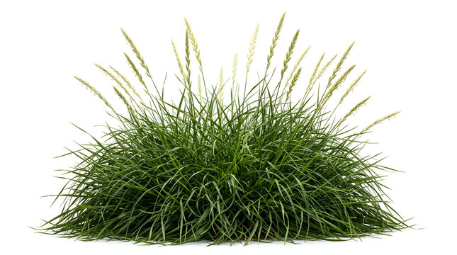 lush natural clump of green pasture meadow grass with tall budding seed head stalks isolated on a clean white background perfect for organic farming lawn care and landscape architecture
