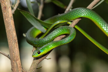 Fototapeta premium A beautiful Eastern Natal Green Snake (Philothamnus natalensis) climbing a tree branch in the wild in KwaZulu-Natal, South Africa