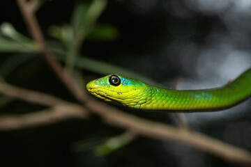 Fototapeta premium A beautiful Eastern Natal Green Snake (Philothamnus natalensis) climbing a tree branch in the wild in KwaZulu-Natal, South Africa