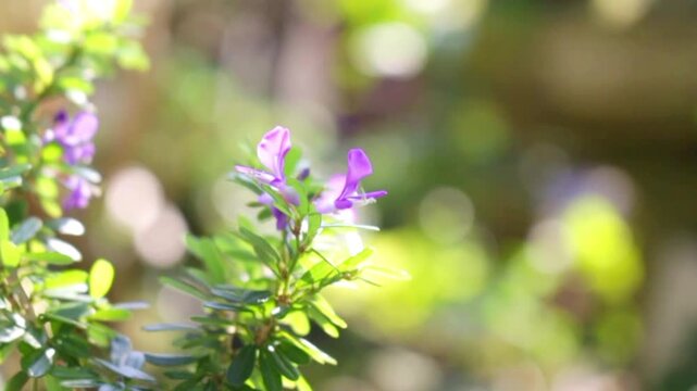 Close up of small purple flowers blooming on a green leafy branch with beautiful bokeh background in a sunny garden