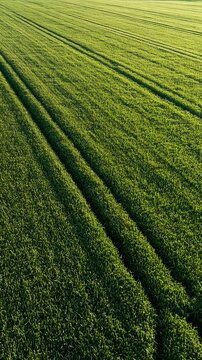 Aerial view of a vibrant green agricultural field with parallel tractor tire tracks in spring