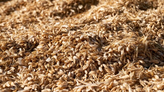Close up view of harvested golden wheat grains mixed with straw on a sunny farm field in autumn