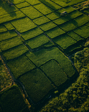 Top-down aerial view of a small farming hut in the middle of green rice paddies.